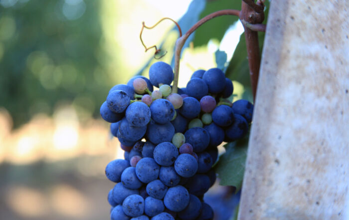 Barbera-Grapes