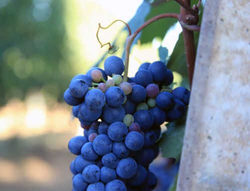 Vendemmia in Piemonte: A Guide to the Grape Harvest Season