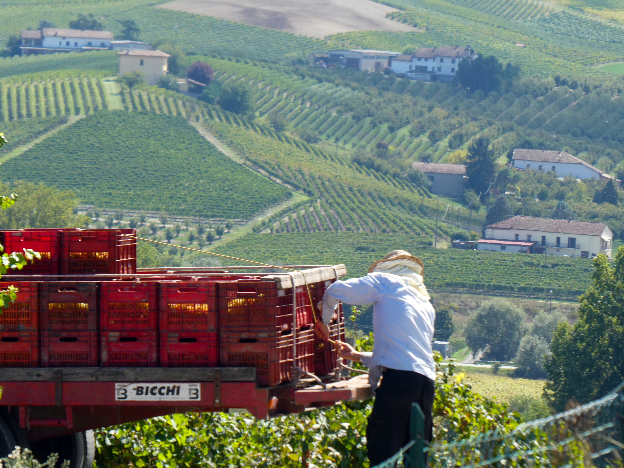 Piemonte-Harvest